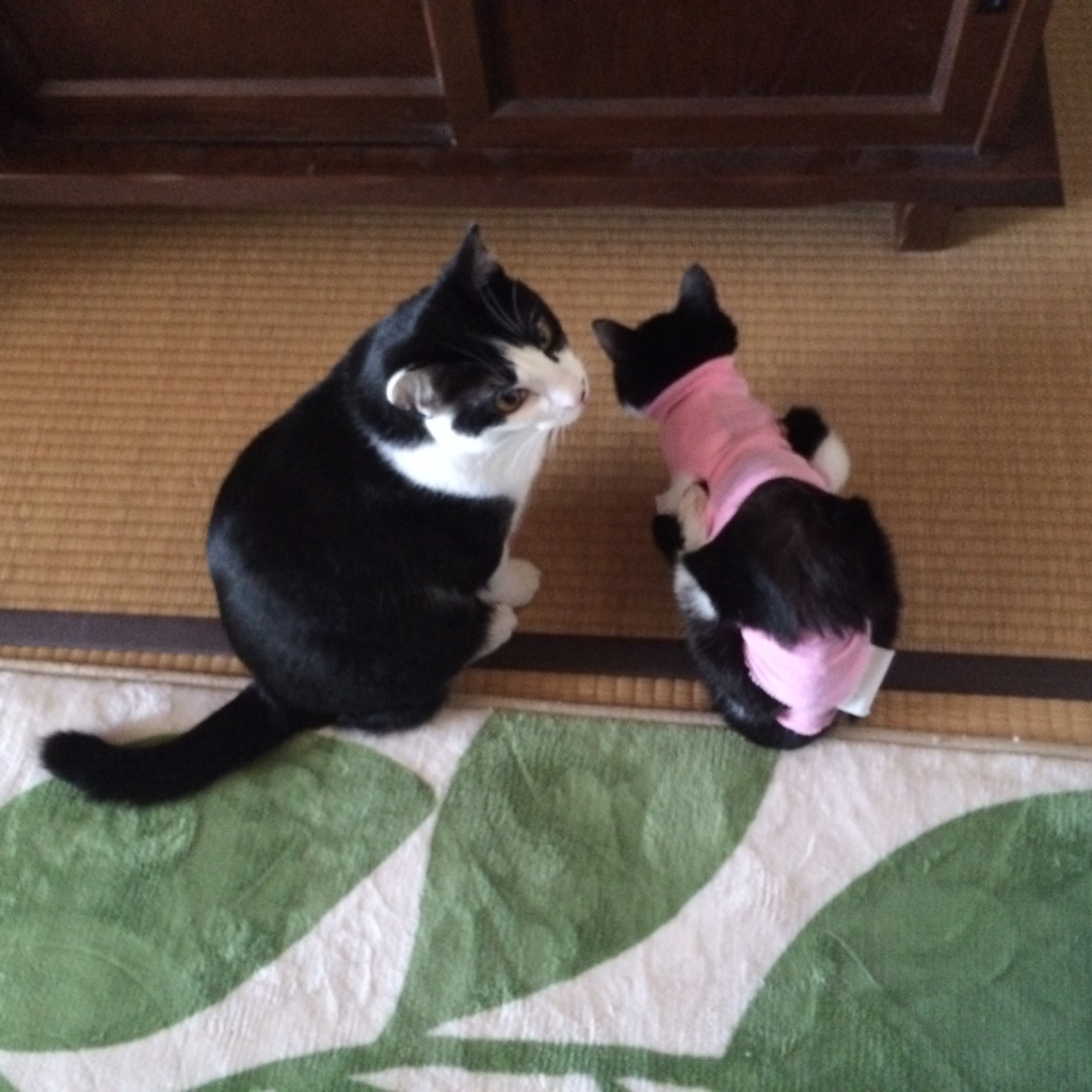 TOMとYUKIちゃん:1