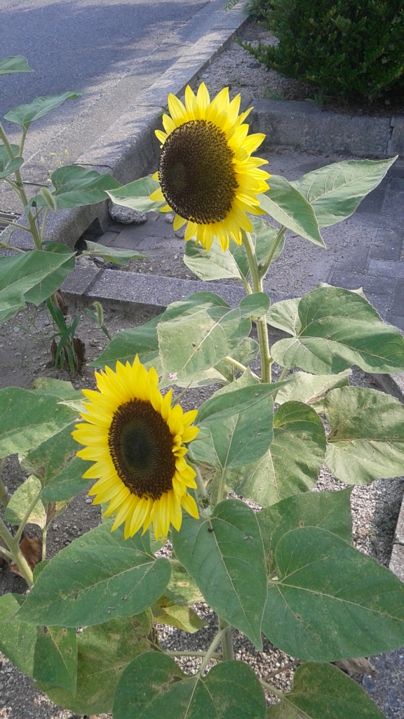 DSC_1311.JPG