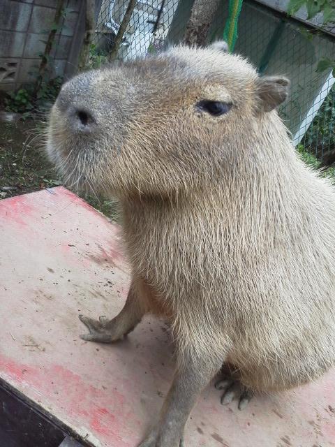 カピバラJP – カピバラとモリージョに人生を捧げよう！国内カピバラ情報サイト (Capybara JP)