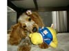 じゃじゃ犬ショコラ