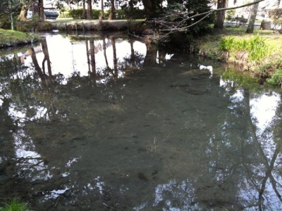 tojupond2