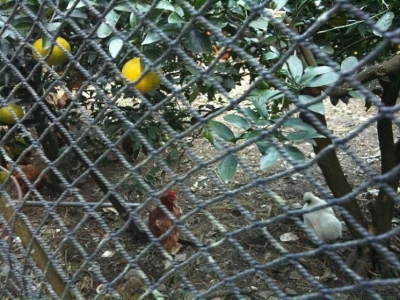 chicken