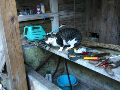 cat