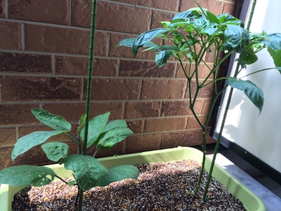 egg plant & green pepper