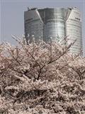 ヒルズと桜