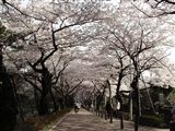 桜2005