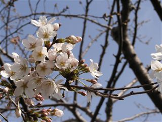 2006桜1