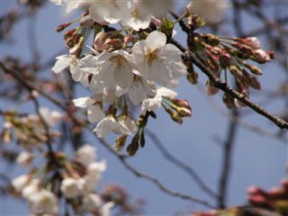 2006桜1