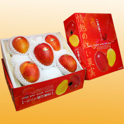 沖縄産アップルマンゴー5玉