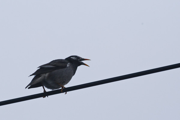 この鳥なんの鳥 色鳥採