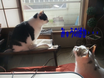 みゅうのばか!