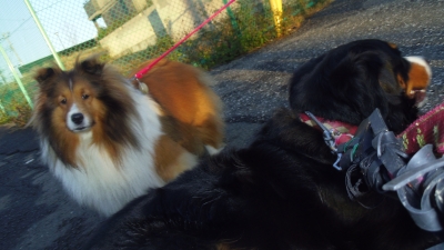 ひな キャベツですっきり バーニーズマウンテンドッグ fly Dog hina