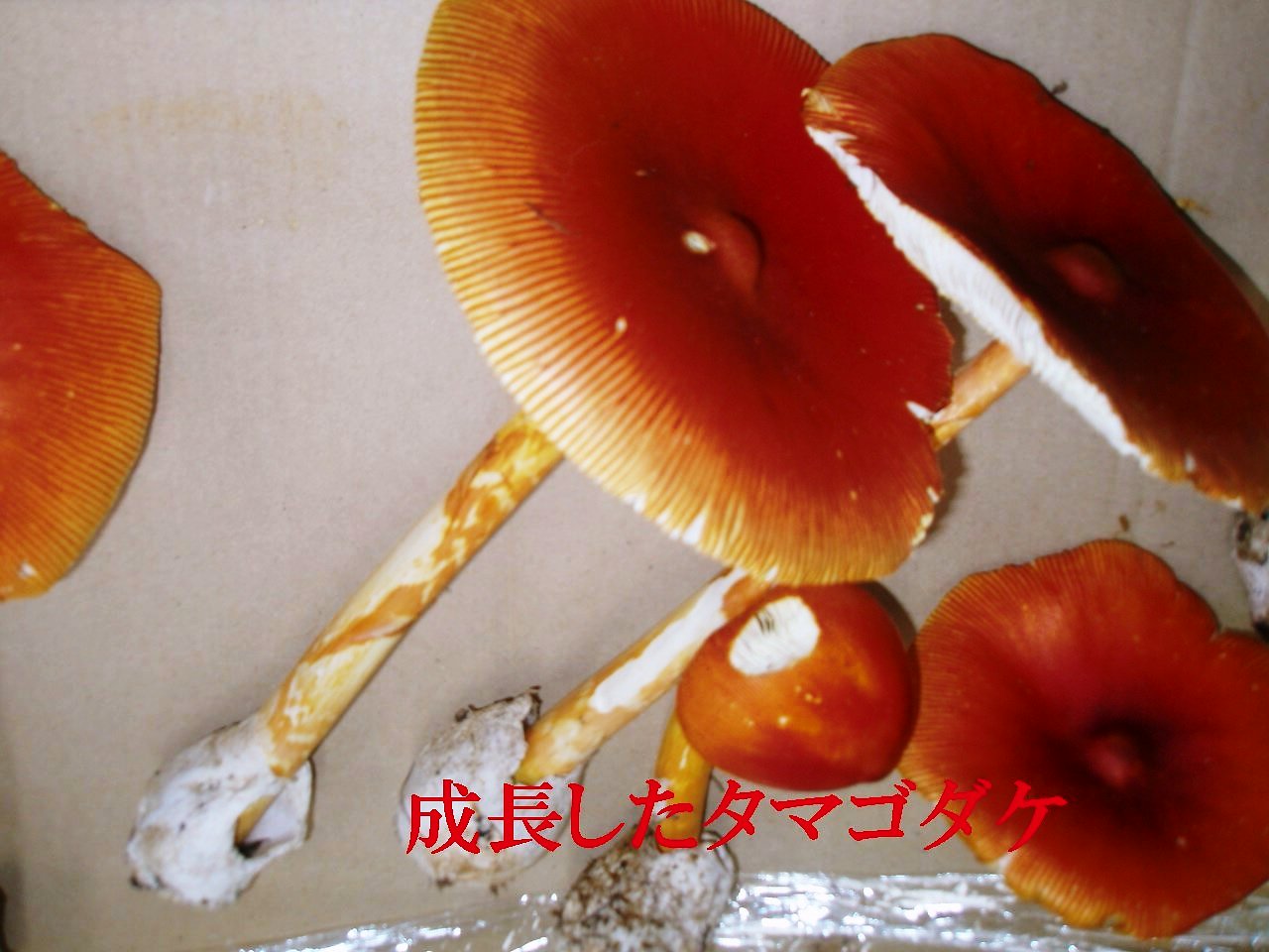 Â礤¯¤Ê¤Ã¤¿¾õÂÖ
