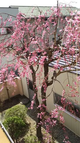 16 桜