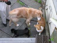 7.2-3-dogs
