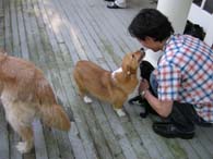 7.2-3-dogs-2