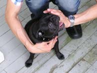 7.2-4-pug