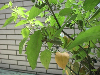 腦充血〜