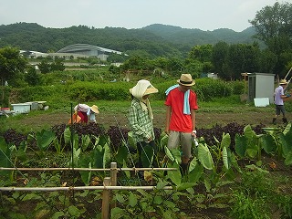 畑 山本