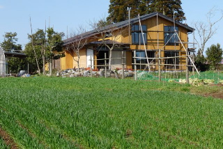 家と麦 3月15日