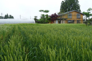 家と麦 4月27日