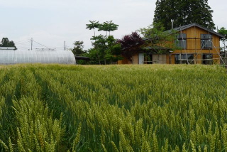 家と麦