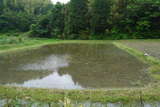 田んぼ