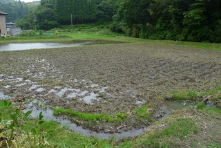 田んぼ
