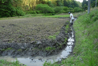 田んぼ