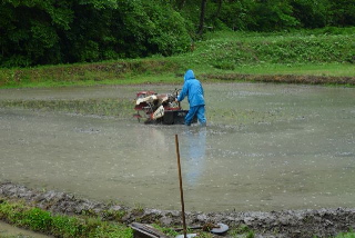 田んぼ