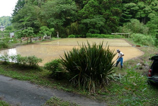 田んぼ