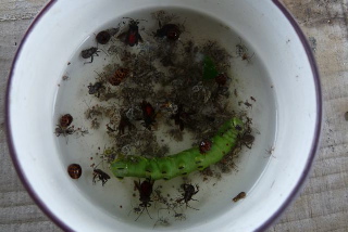 なすにいた虫