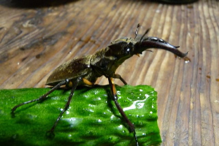クワガタ