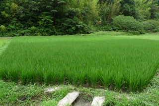 三食の田