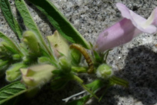 金胡麻虫