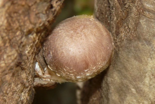 椎茸