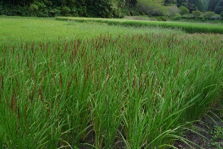 田んぼ