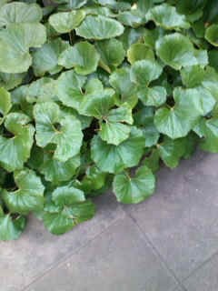 mini_110608_17030001.jpg