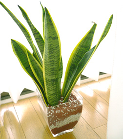 観葉植物 サンセベリア