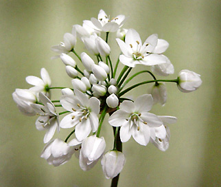白い星のような花 Hiro S Flower