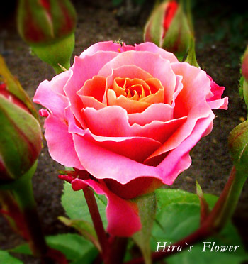 バラ・上海ガール | Hiro's Flower