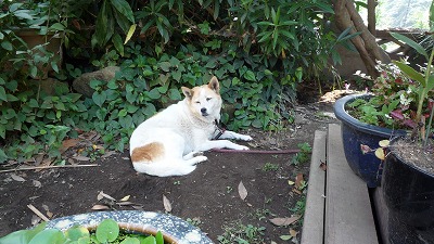 921 shundori 犬