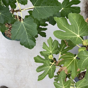 Fig | midaysun