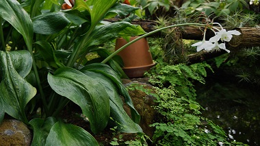 宇治市植物公園