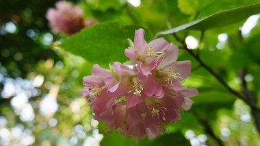 宇治市植物公園