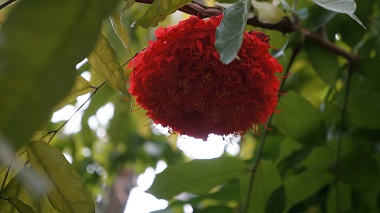 宇治市植物公園