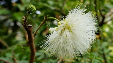 宇治市植物公園