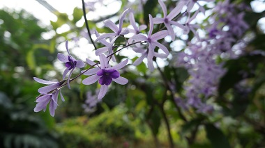 宇治市植物公園