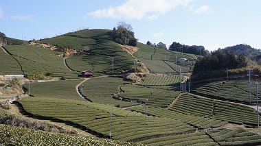 和束茶源郷