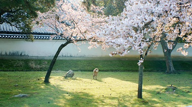 奈良公園